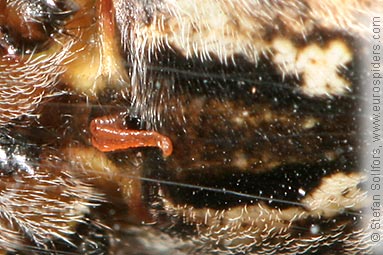 Garden or Cross spider Araneus diadematus