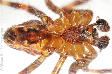 Garden or Cross spider Araneus diadematus