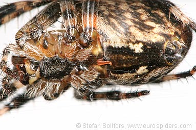 Garden or Cross spider Araneus diadematus