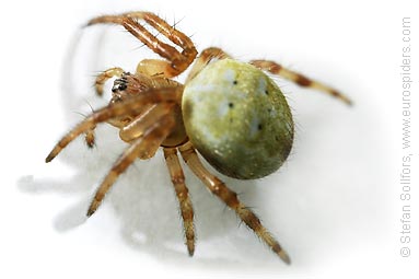 Four-spot orb weaver Araneus quadratus