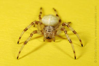 Four-spot orb weaver Araneus quadratus