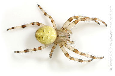 Four-spot orb weaver Araneus quadratus