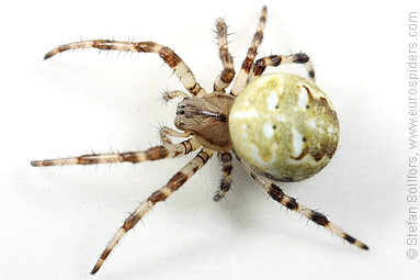 Four-spot orb weaver Araneus quadratus