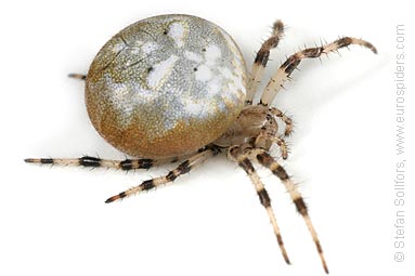 Four-spot orb weaver Araneus quadratus