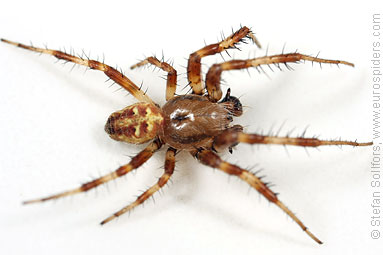 Four-spot orb weaver Araneus quadratus