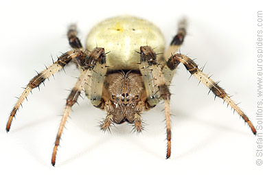 Four-spot orb weaver Araneus quadratus