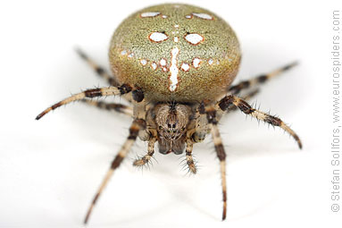 Four-spot orb weaver Araneus quadratus