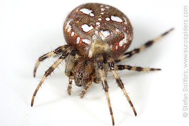 Four-spot orb weaver Araneus quadratus