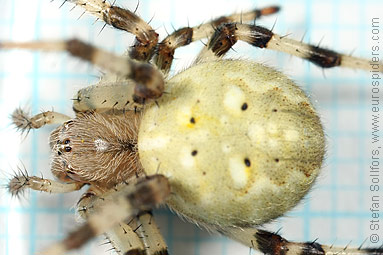 Four-spot orb weaver Araneus quadratus