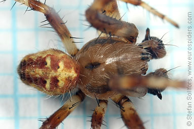 Four-spot orb weaver Araneus quadratus