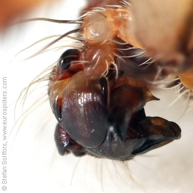 Four-spot orb weaver Araneus quadratus