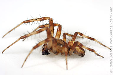 Four-spot orb weaver Araneus quadratus