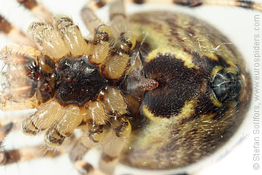 Four-spot orb weaver Araneus quadratus