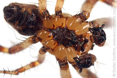 Four-spot orb weaver Araneus quadratus