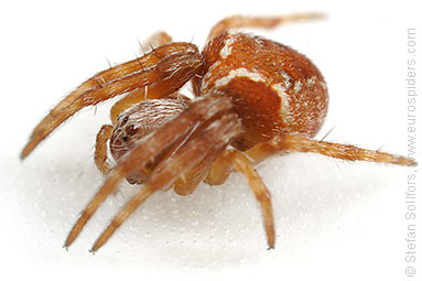 Evergreen orbweaver Araneus sturmi