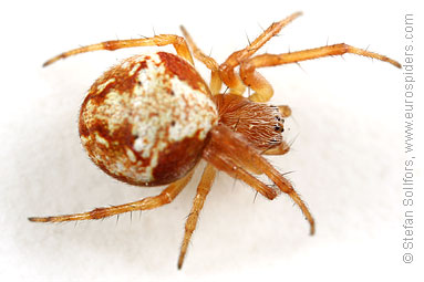 Evergreen orbweaver Araneus sturmi