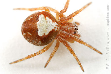 Evergreen orbweaver Araneus sturmi