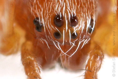 Evergreen orbweaver Araneus sturmi