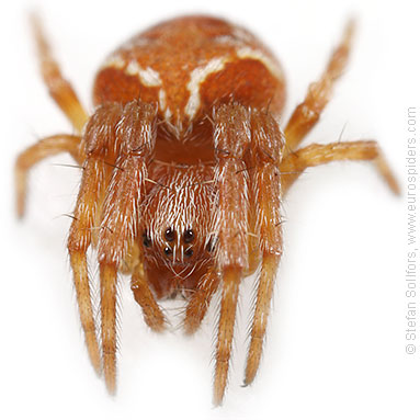 Evergreen orbweaver Araneus sturmi