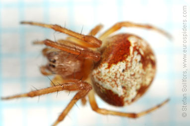 Evergreen orbweaver Araneus sturmi