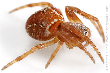 Evergreen orbweaver Araneus sturmi