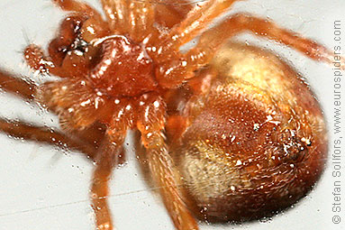 Evergreen orbweaver Araneus sturmi