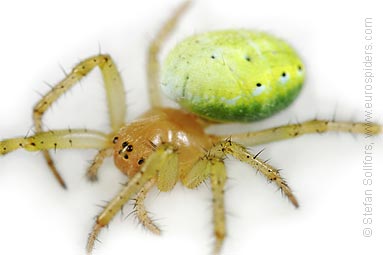 Cucumber spider Araniella cucurbitina