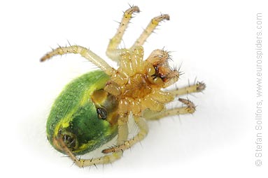 Cucumber spider Araniella cucurbitina