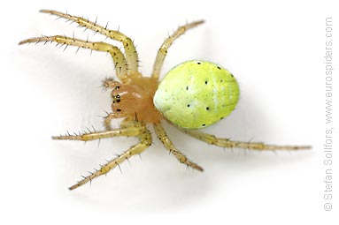 Cucumber spider Araniella cucurbitina