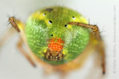 Cucumber spider Araniella cucurbitina