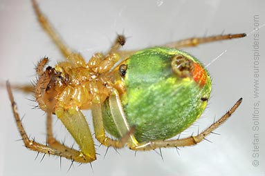 Cucumber spider Araniella cucurbitina