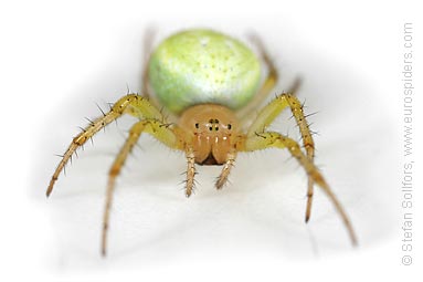 Cucumber spider Araniella cucurbitina