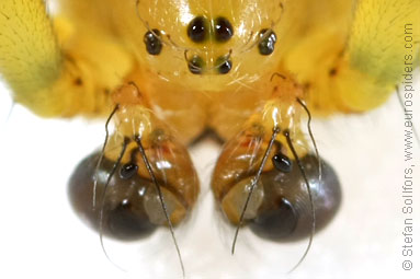 Cucumber spider Araniella cucurbitina