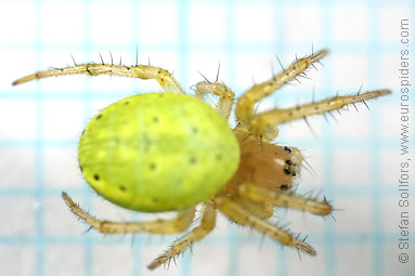 Cucumber spider Araniella cucurbitina