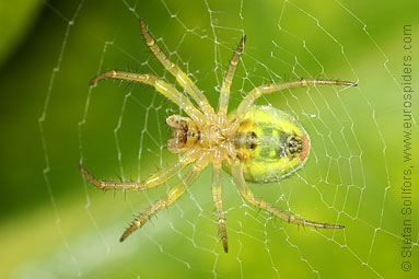 Cucumber spider Araniella cucurbitina