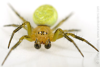 Cucumber spider Araniella cucurbitina