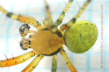 Cucumber spider Araniella cucurbitina