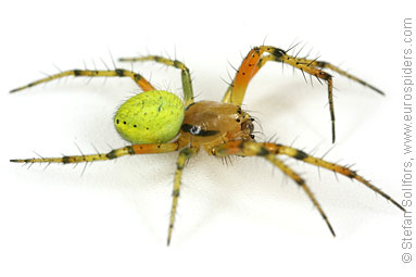 Cucumber spider Araniella cucurbitina