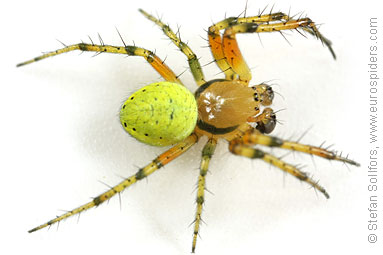 Cucumber spider Araniella cucurbitina