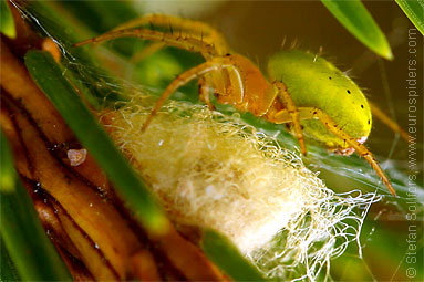 Cucumber spider Araniella cucurbitina