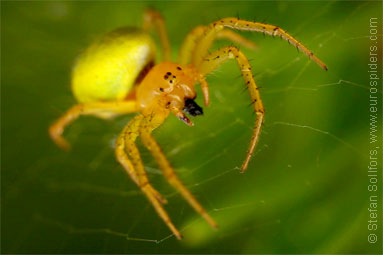 Cucumber spider Araniella cucurbitina