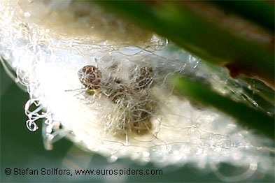 Cucumber spider Araniella cucurbitina