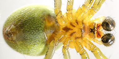 Cucumber spider Araniella cucurbitina