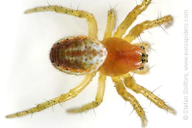 Cucumber spider Araniella cucurbitina