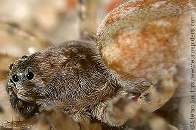 Northern bear-spider Arctosa cinerea