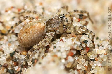 Northern bear-spider Arctosa cinerea