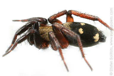 Moon spider Callilepis nocturna