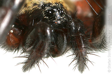 Moon spider Callilepis nocturna