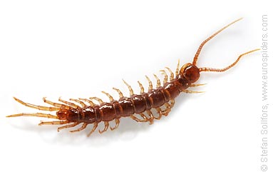 Centipede - Lithobius forficatus