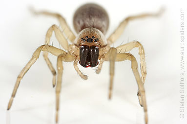 Common sac-spider Clubiona reclusa
